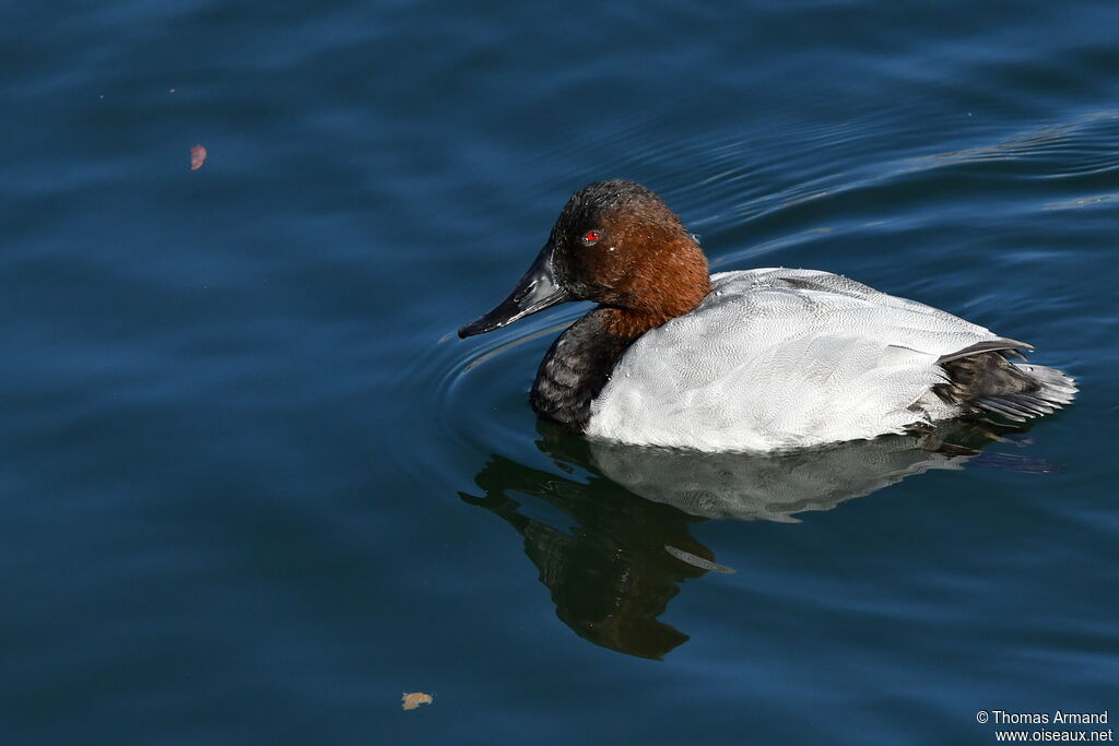 Fuligule à dos blanc