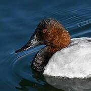 Canvasback