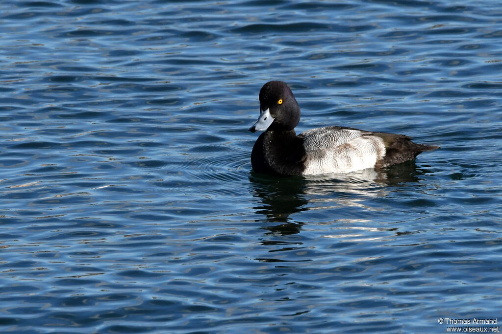 Lesser Scaup