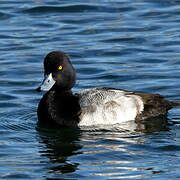 Lesser Scaup