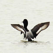 Greater Scaup