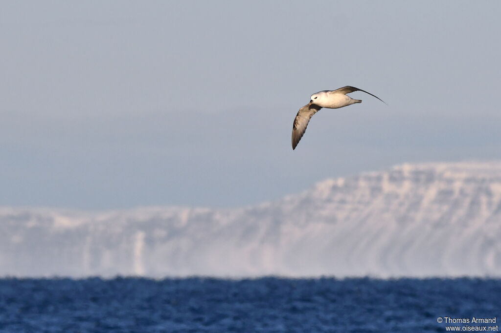 Fulmar boréal