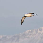 Northern Fulmar