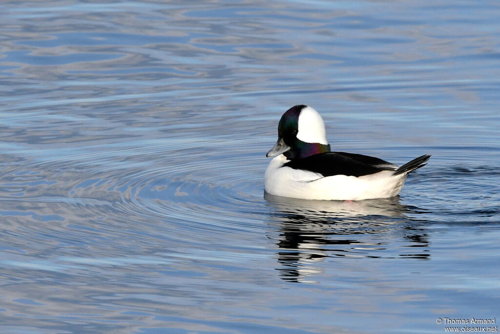 Bufflehead