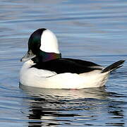 Bufflehead