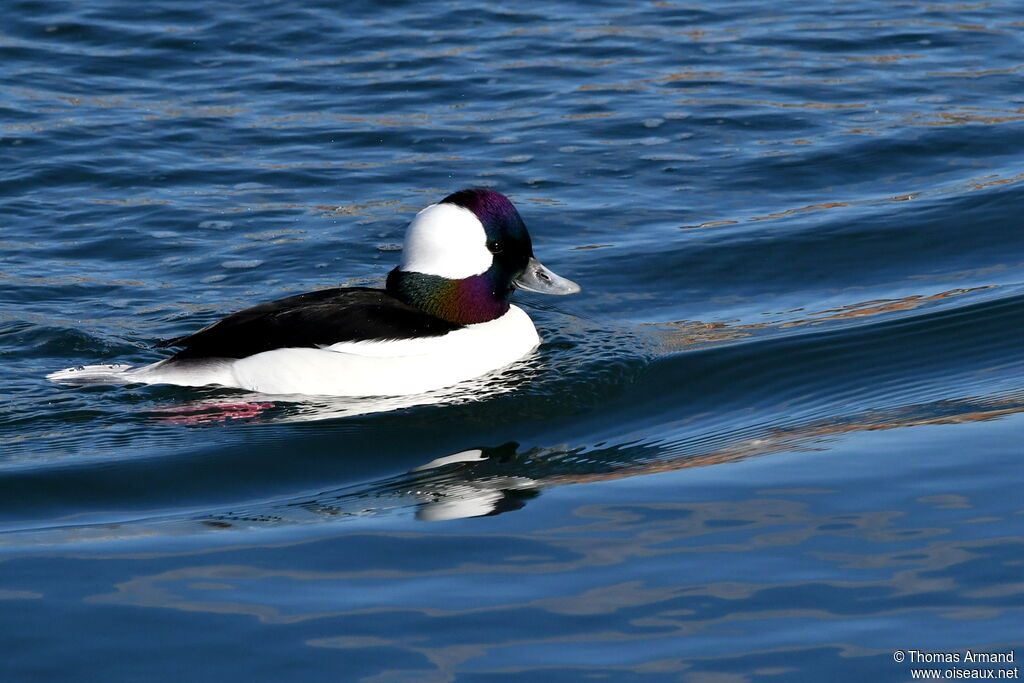 Bufflehead