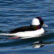 Bufflehead