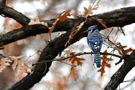 Blue Jay