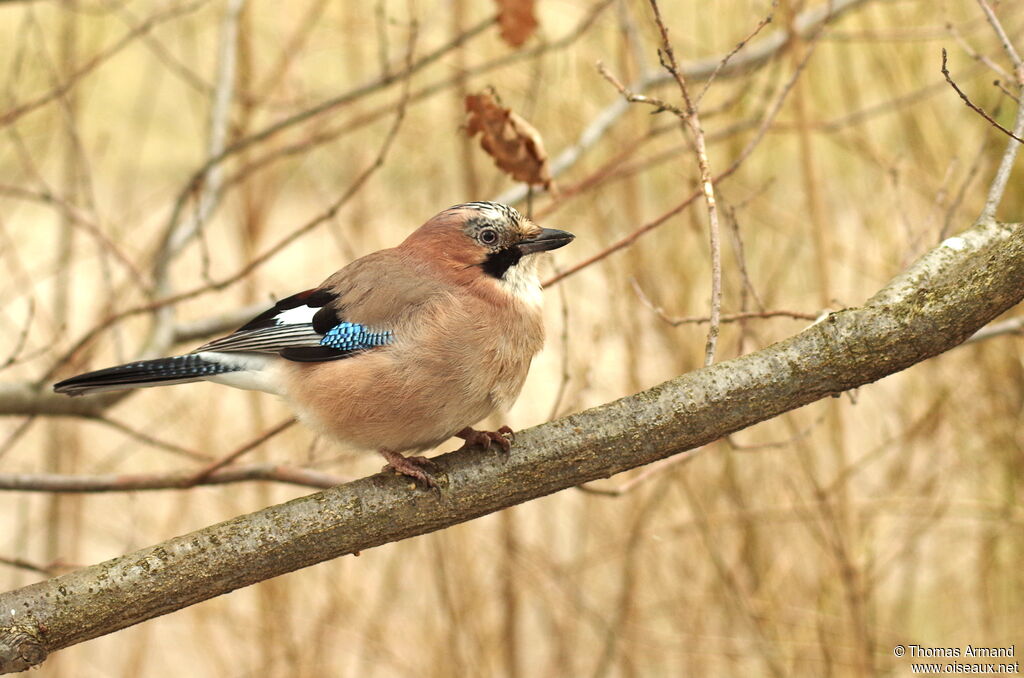 Eurasian Jay