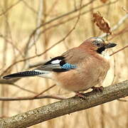 Eurasian Jay