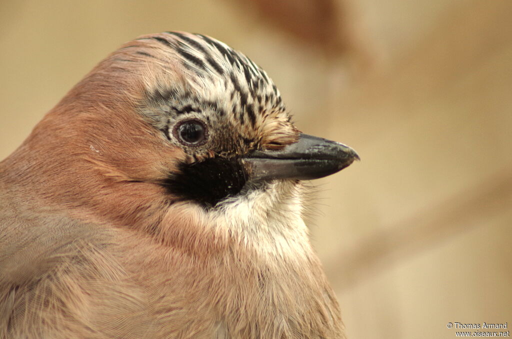 Eurasian Jay