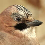 Eurasian Jay