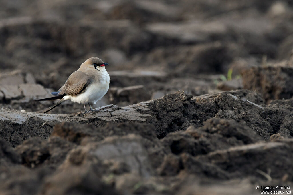 Collared Pratincoleadult