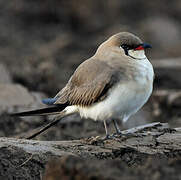 Collared Pratincole