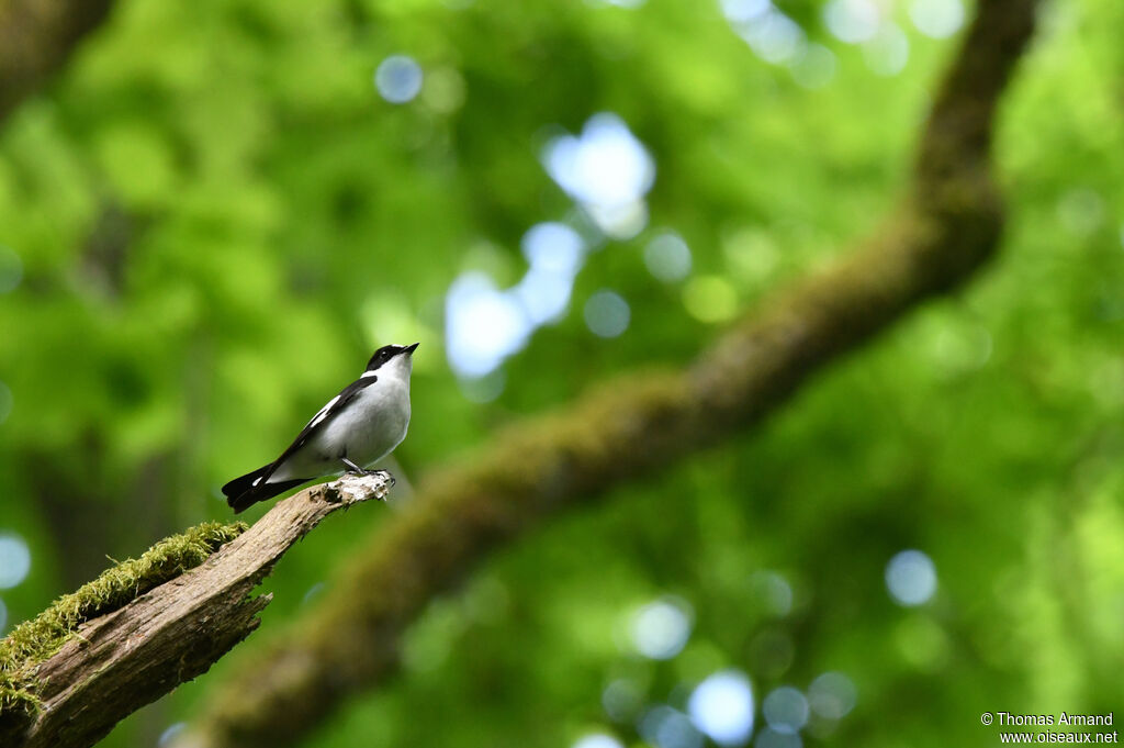 Collared Flycatcher