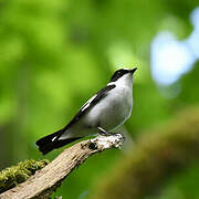 Collared Flycatcher