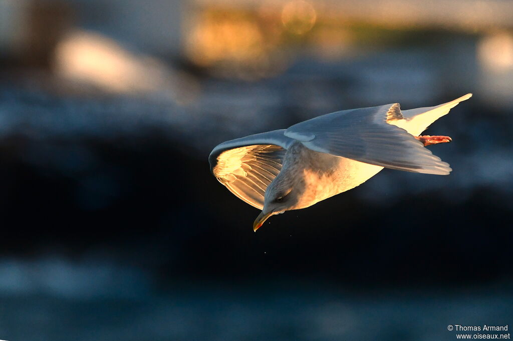 Iceland Gull