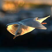 Iceland Gull