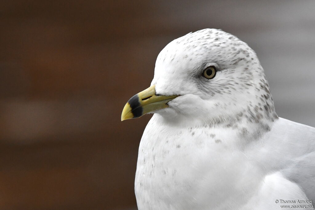 Ring-billed Gull