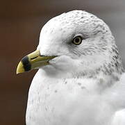 Ring-billed Gull