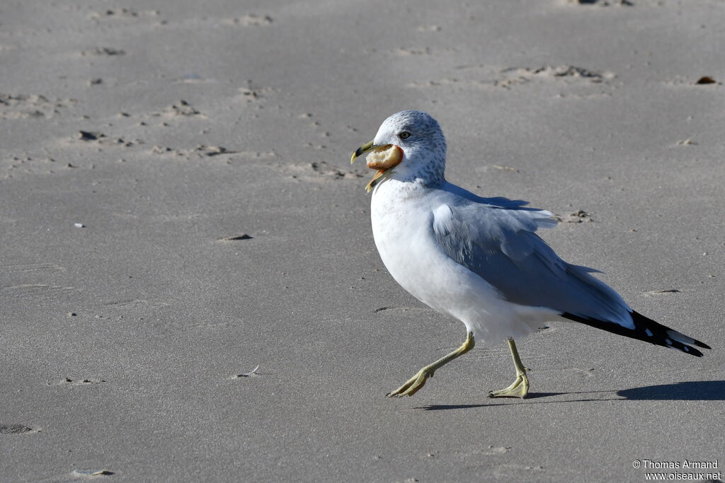 Ring-billed Gull