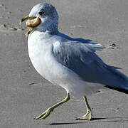 Ring-billed Gull