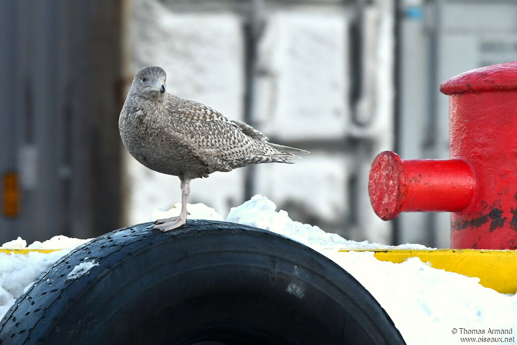 Glaucous Gull