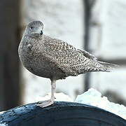 Glaucous Gull