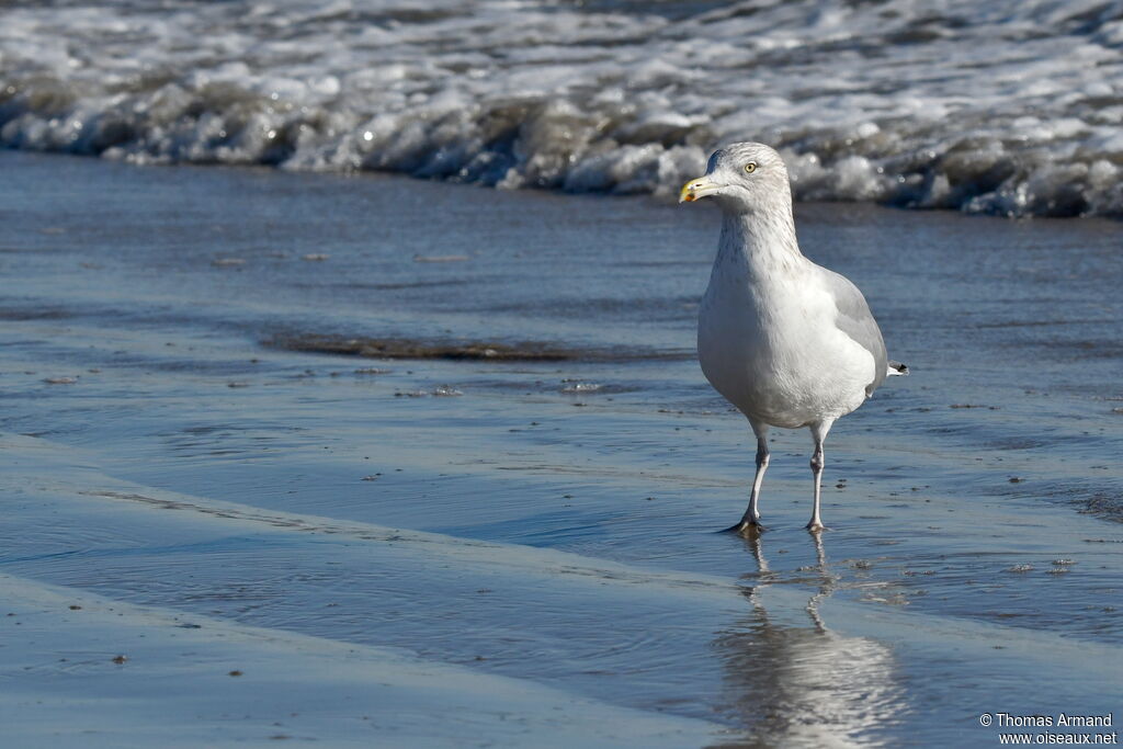 American Herring Gull