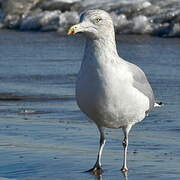 American Herring Gull