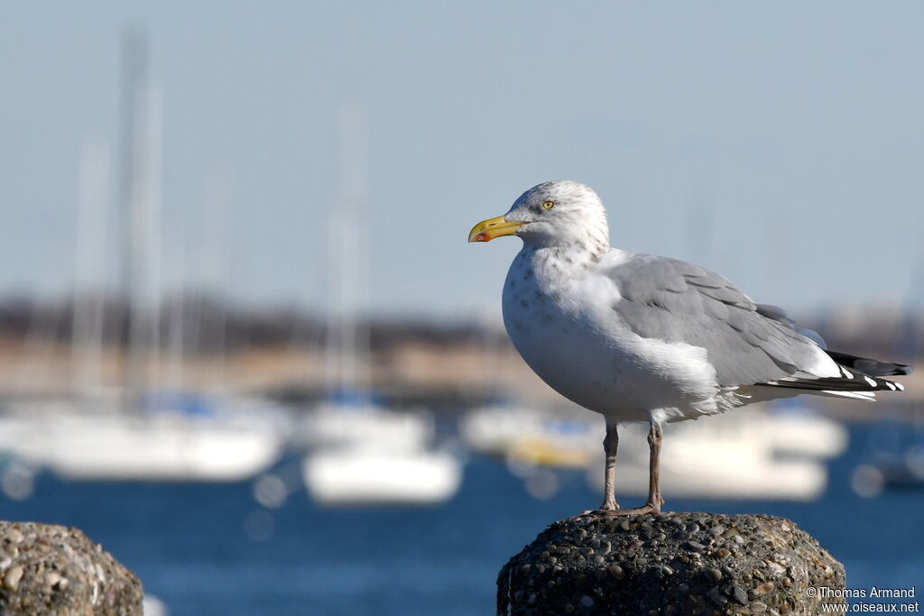 American Herring Gull