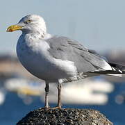 American Herring Gull