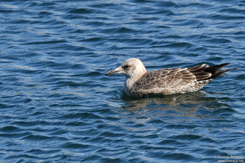 American Herring Gull