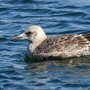 American Herring Gull