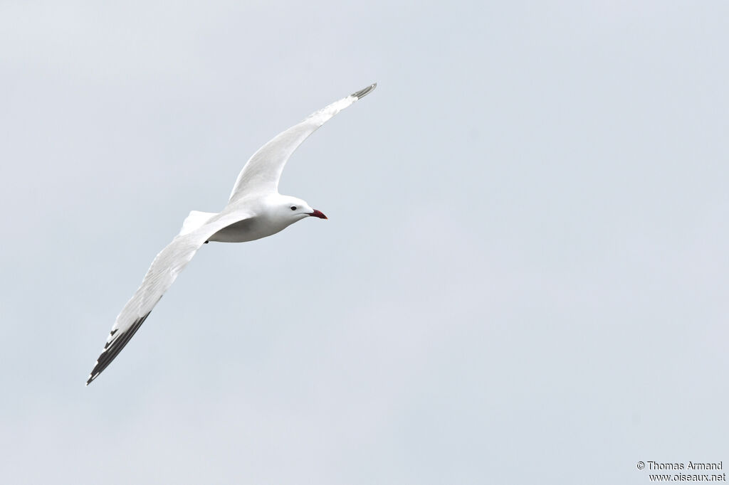 Audouin's Gull