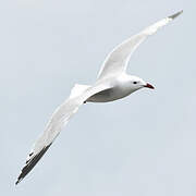 Audouin's Gull