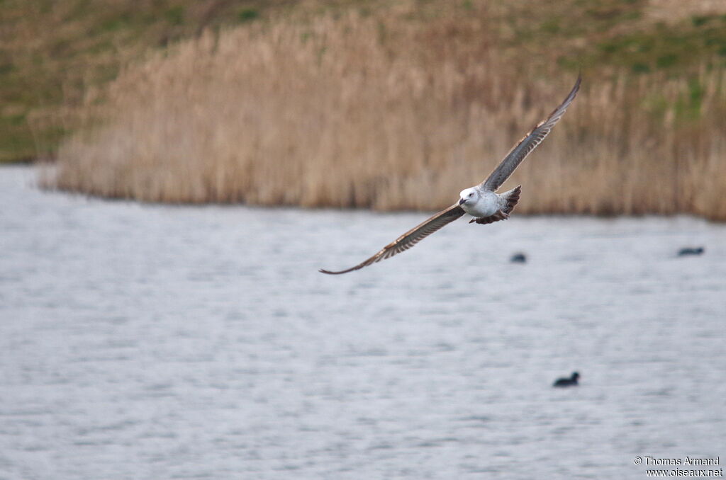 Caspian Gull