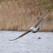 Caspian Gull