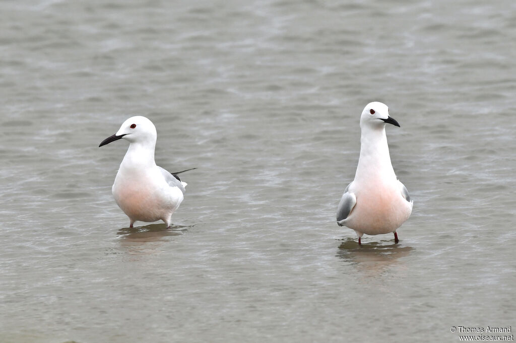 Slender-billed Gull