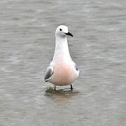 Slender-billed Gull