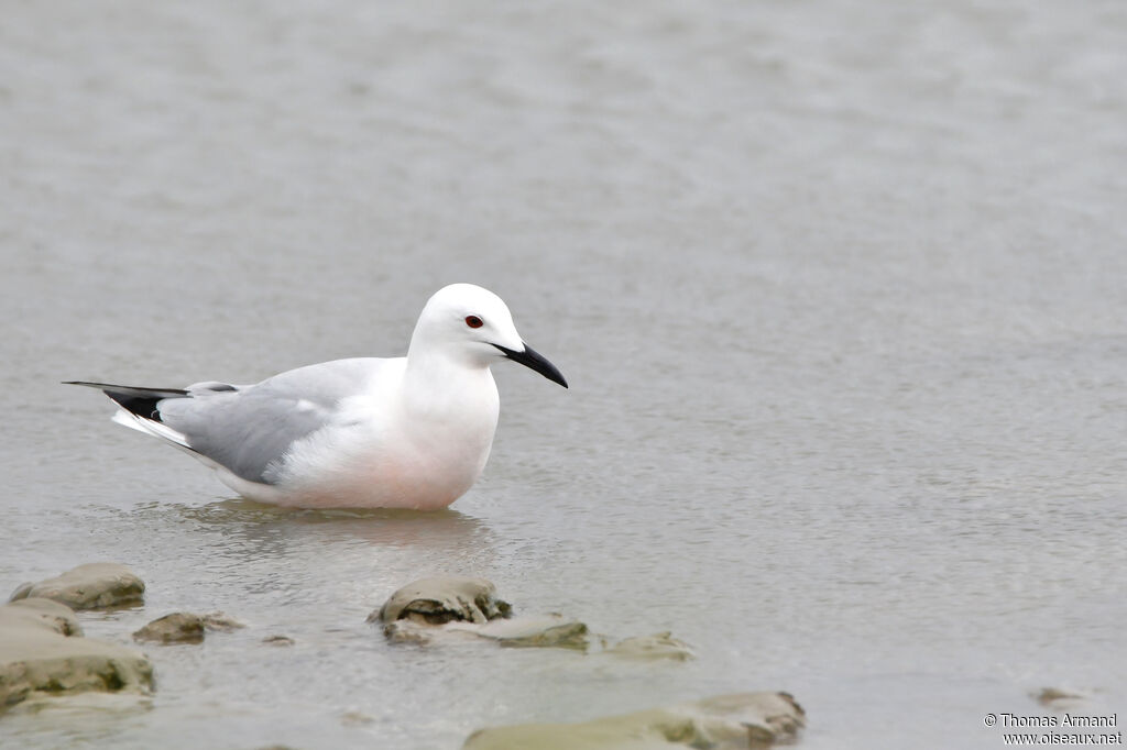 Slender-billed Gull