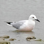 Slender-billed Gull