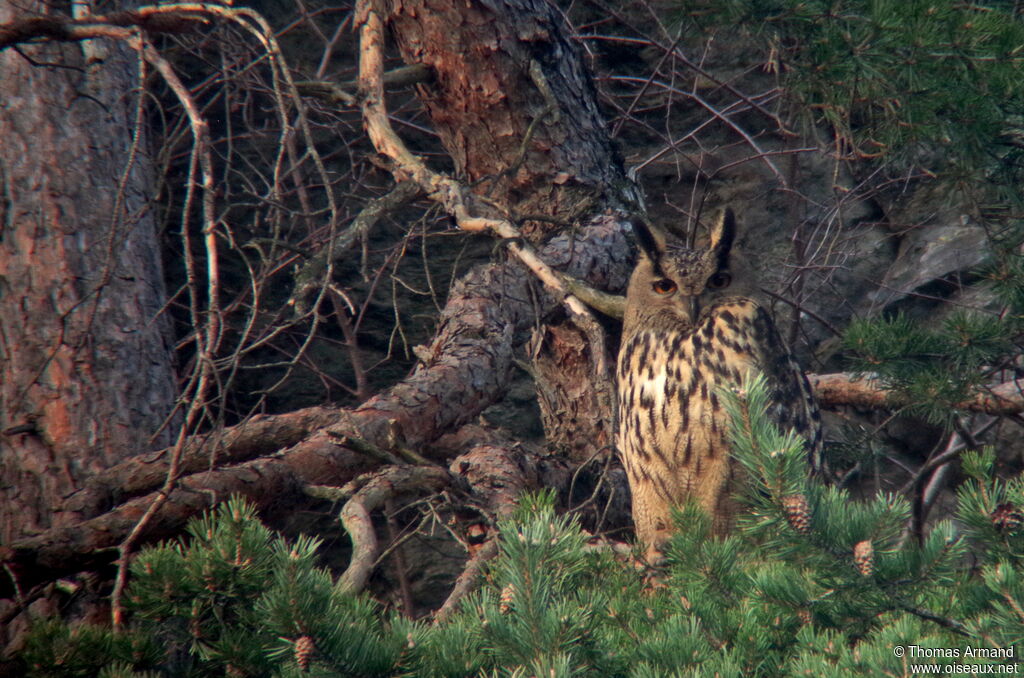 Eurasian Eagle-Owl