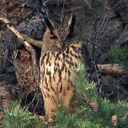 Eurasian Eagle-Owl