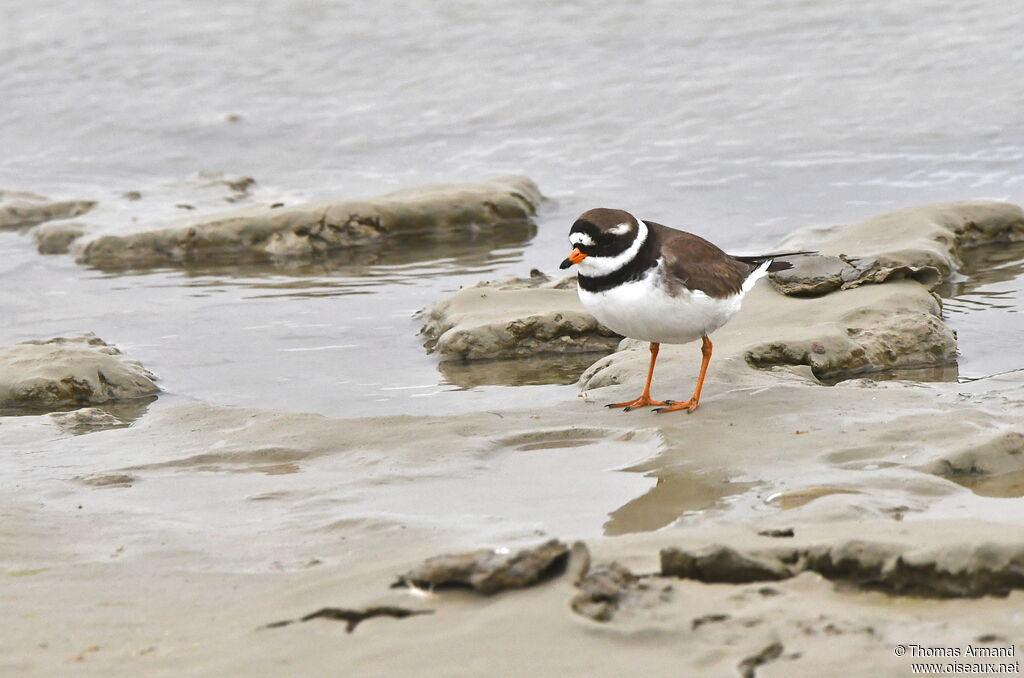 Common Ringed Plover