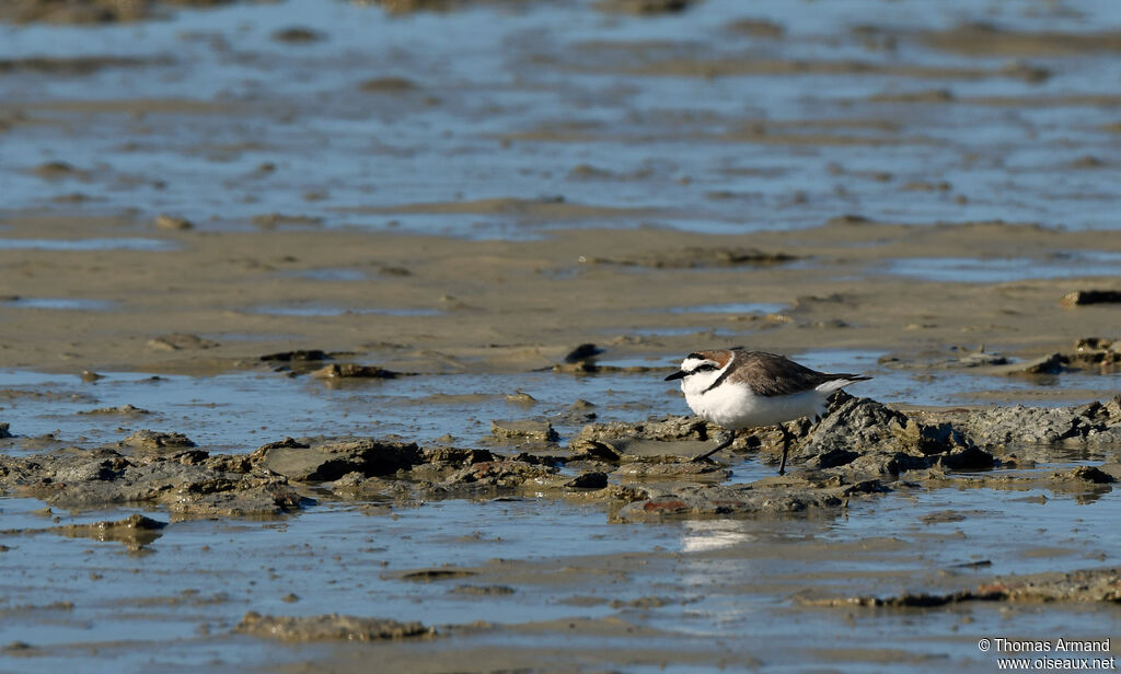 Kentish Plover