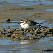 Kentish Plover