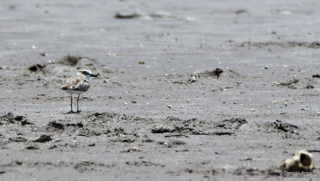 Wilson's Plover