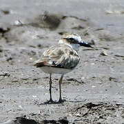 Wilson's Plover