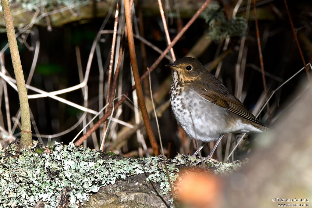 Swainson's Thrush